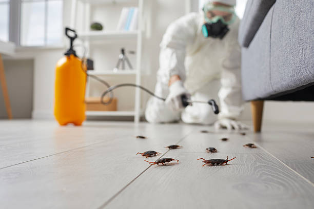 Post-Treatment Bed Bug Interceptor Monitoring in Sterling City